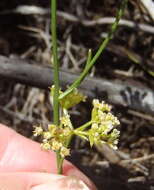 Itasina filifolia (Thunb.) Raf. resmi