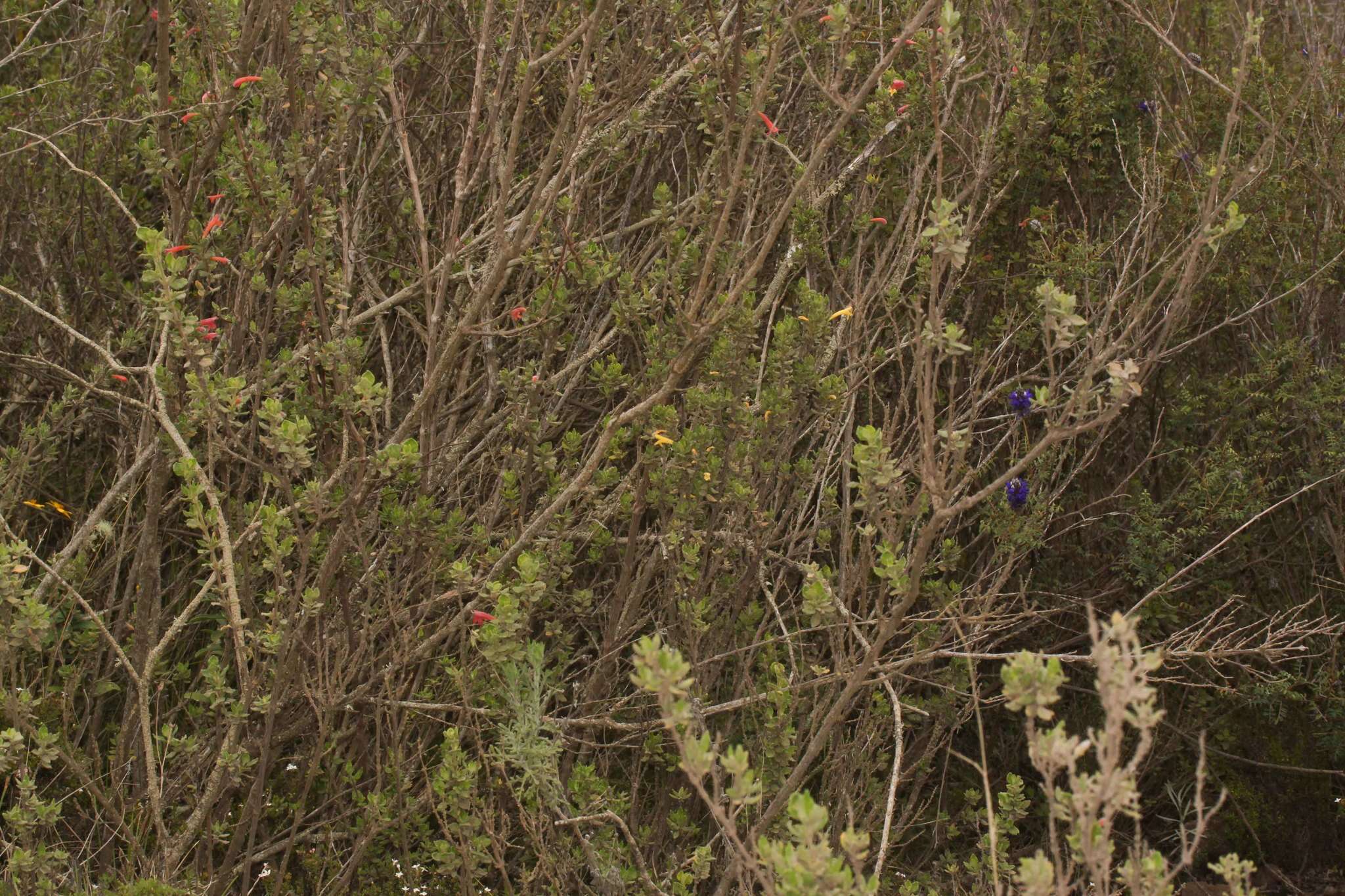 Image of Clinopodium tomentosum (Kunth) Govaerts