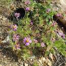 Image of Onoseris albicans (D. Don) Ferreyra