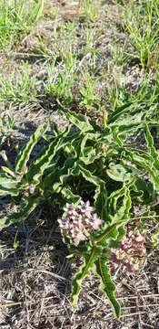 Image of Asclepias meliodora (Schltr.) Schltr.