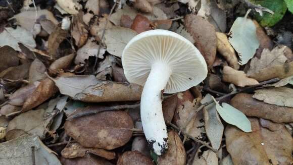 Plancia ëd Hygrophorus penarioides Jacobsson & E. Larss. 2007