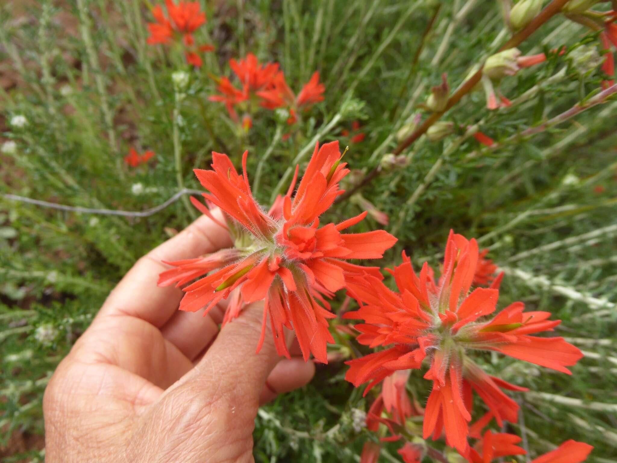 Image of coast Indian paintbrush