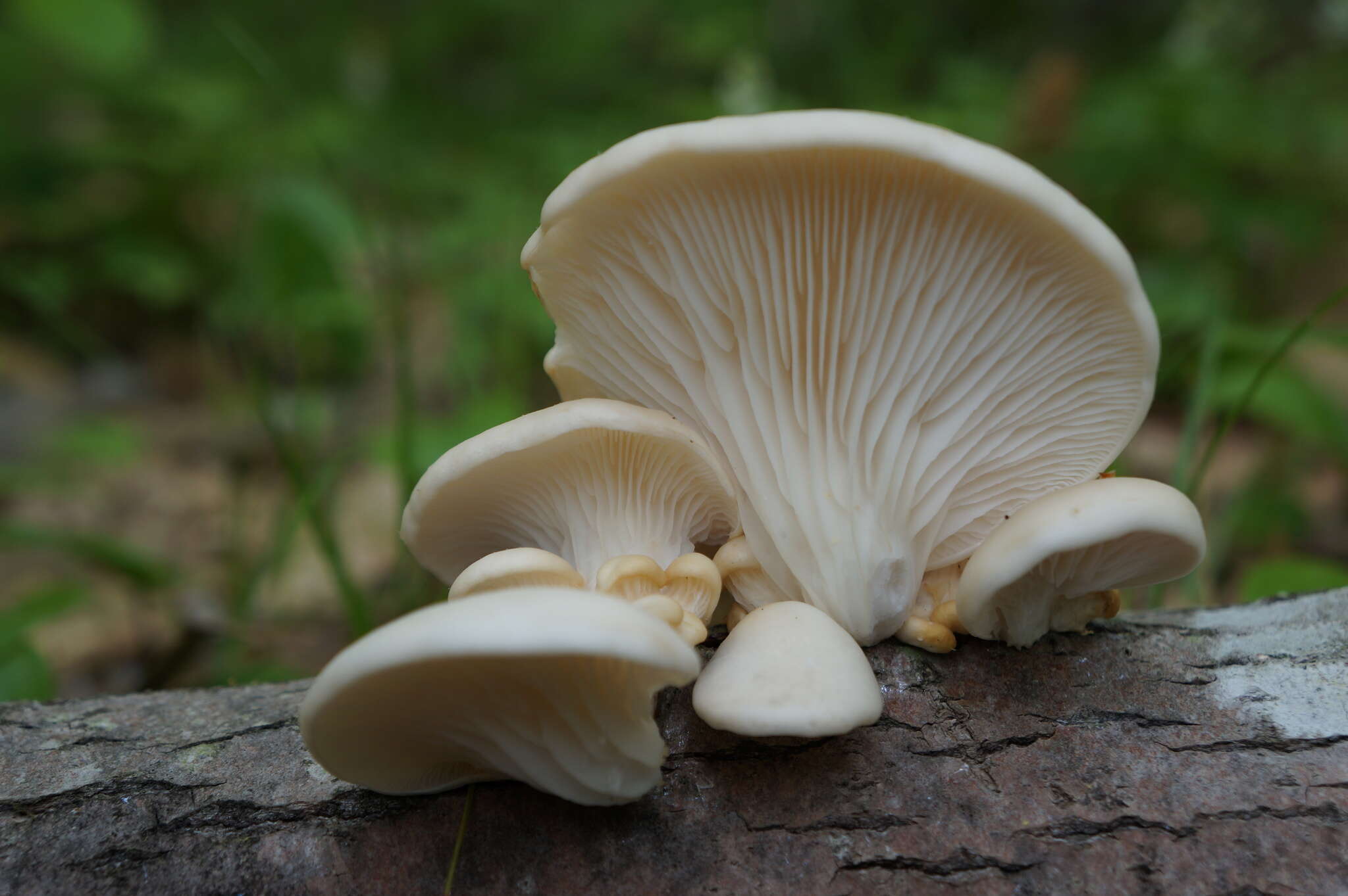 Image of Pleurotus populinus O. Hilber & O. K. Mill. 1993