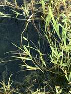 Image of southern cutgrass