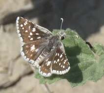 Image of Small Checkered Skipper