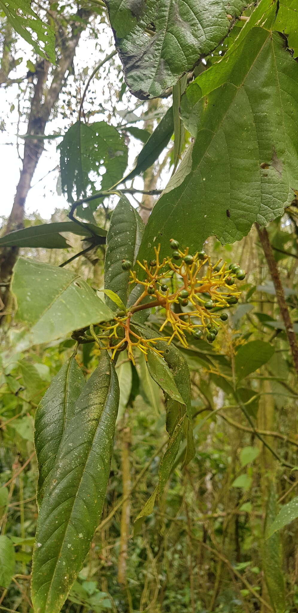 Image de Palicourea padifolia (Willd. ex Schult.) C. M. Taylor & Lorence