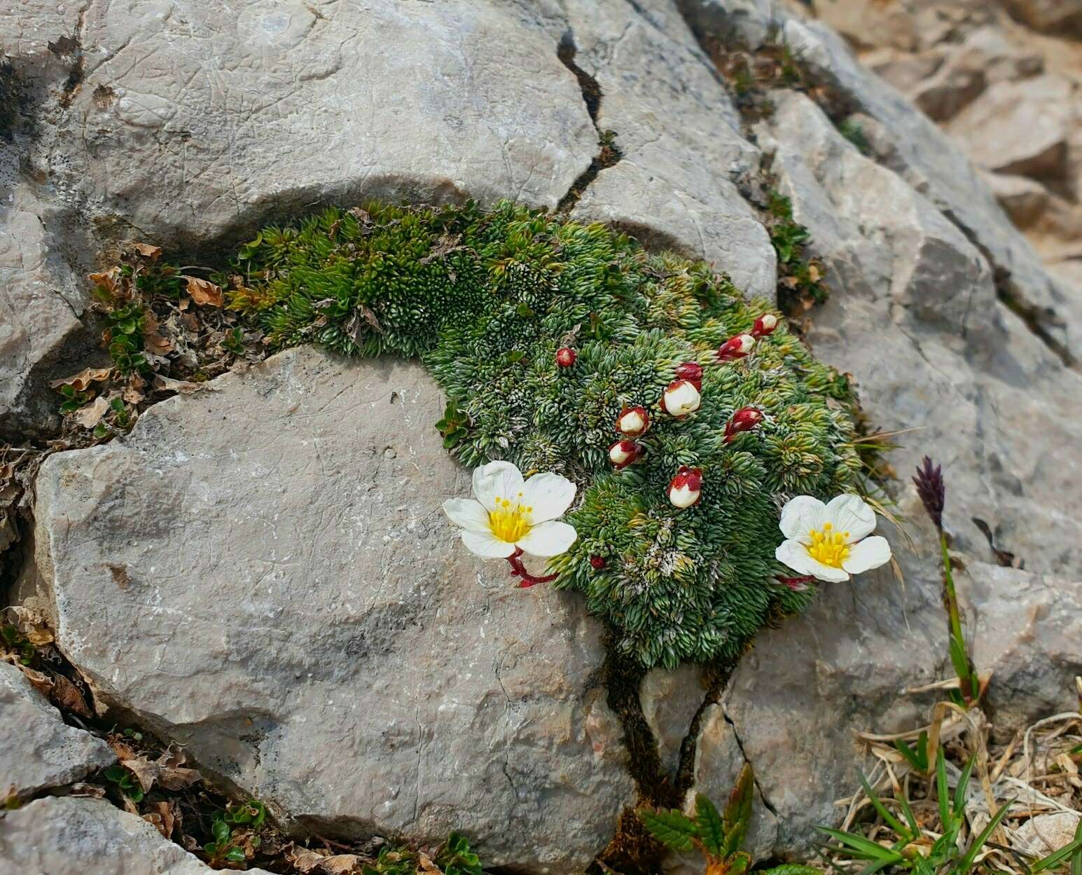 Слика од Saxifraga aretioides Lapeyr.