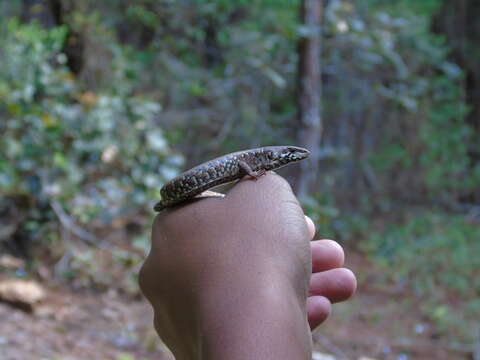 Image of Abronia juarezi (Karges & Wright 1987)