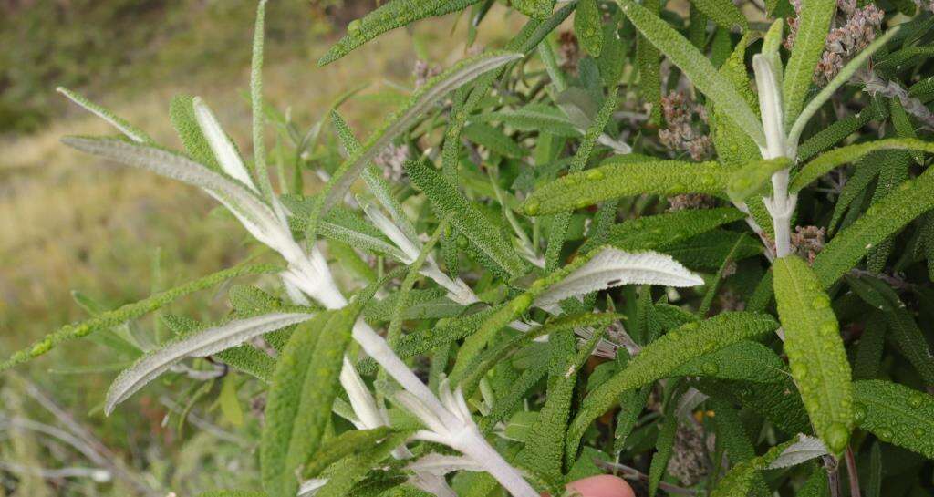 Image of Buddleja loricata Leeuwenberg