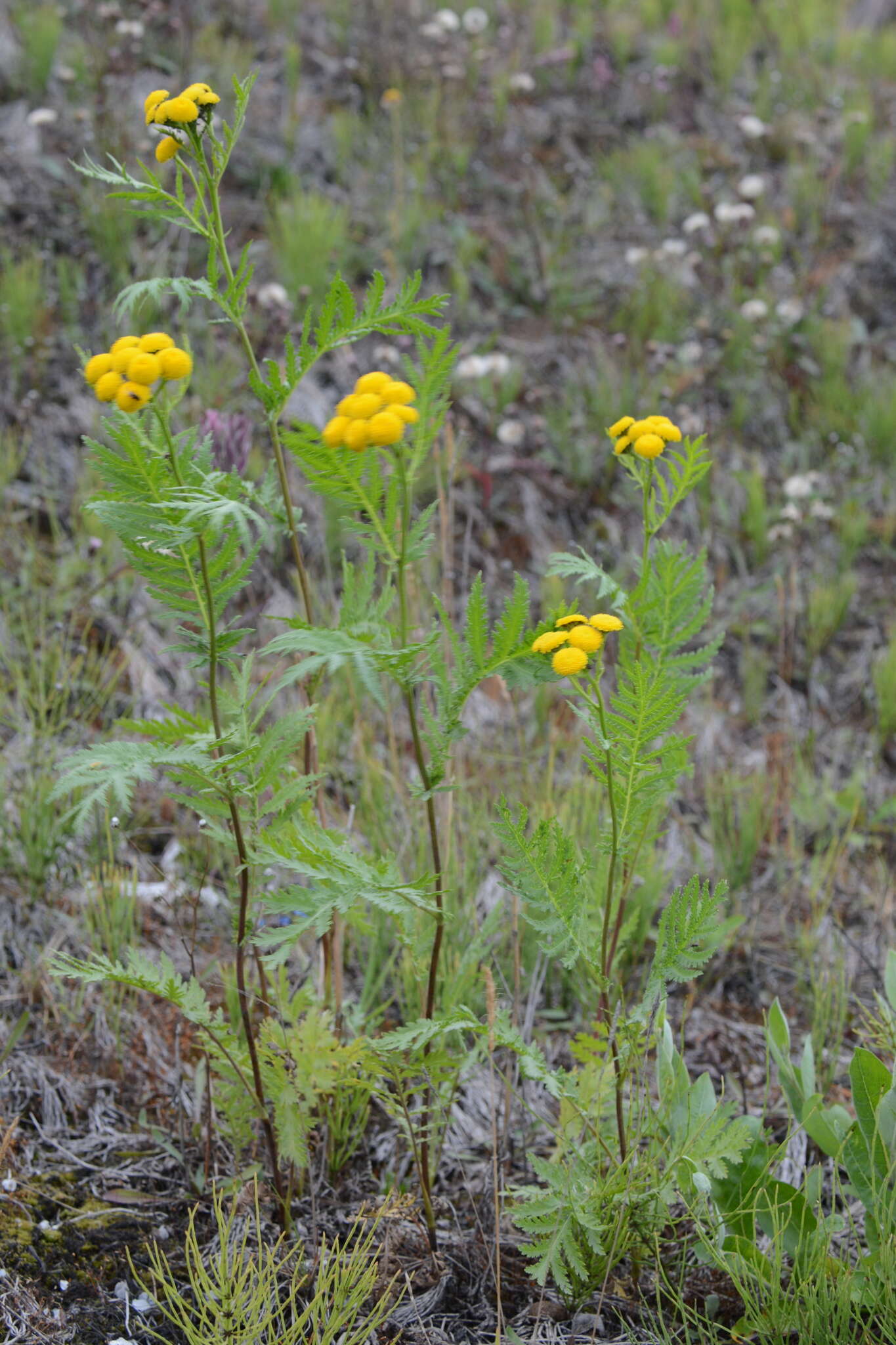 Image of Tanacetum vulgare subsp. boreale (Fisch. ex DC.) A 1975