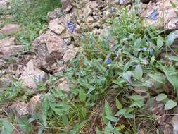 Mertensia pubescens (Roem. & Schult.) DC. resmi