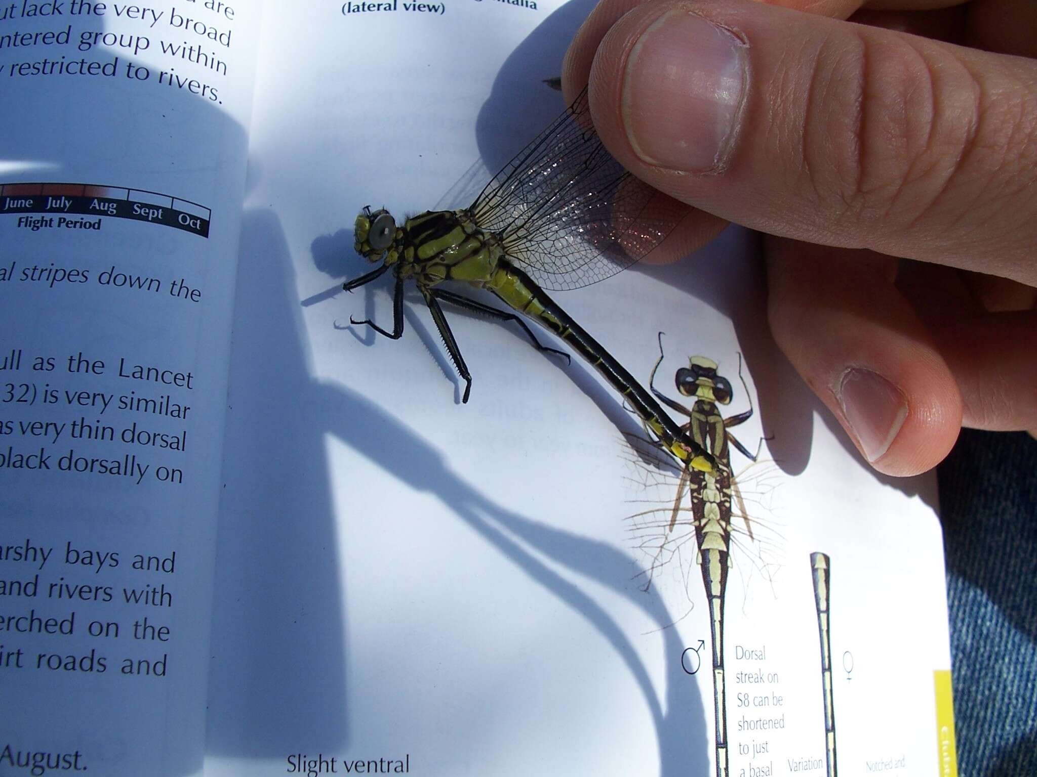 Gomphurus fraternus (Say 1840) resmi