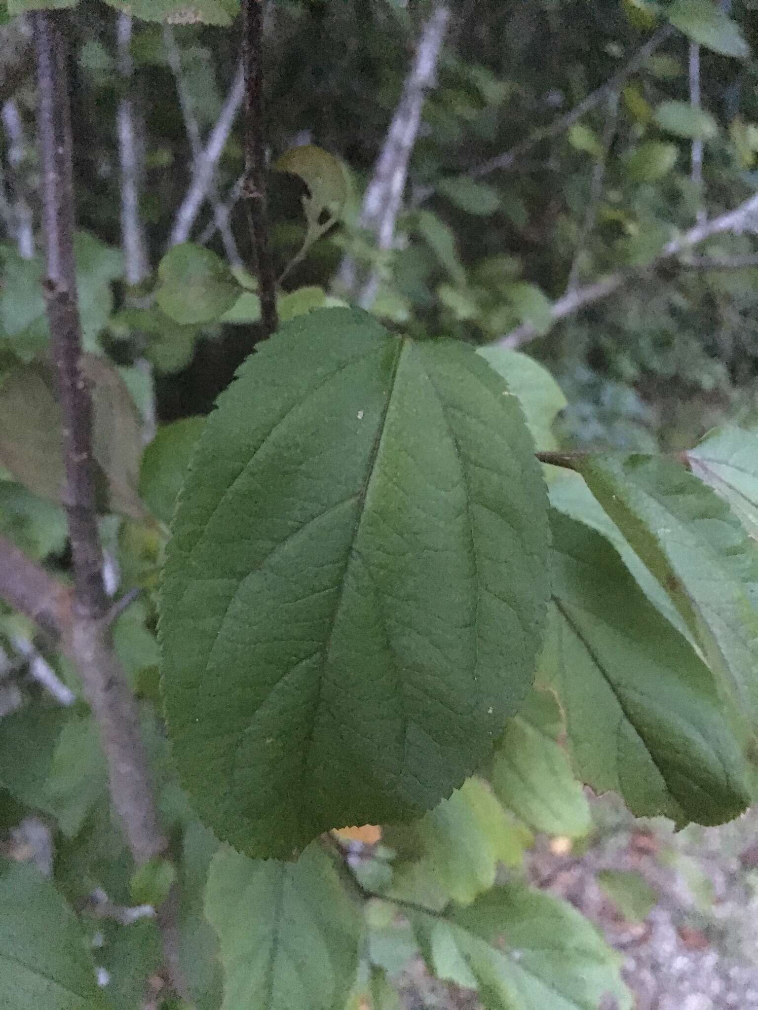 Image of southern crab apple