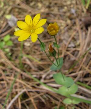 Image of Blackstonia perfoliata subsp. perfoliata