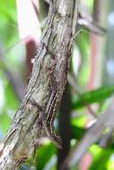 Image of Ghost Anole