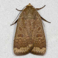 صورة Abagrotis alternata Grote 1864