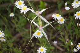 Image of Caladenia petrensis A. P. Br. & G. Brockman