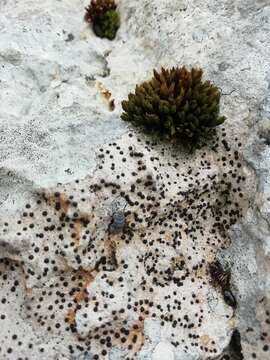 Image of acrocordia lichen