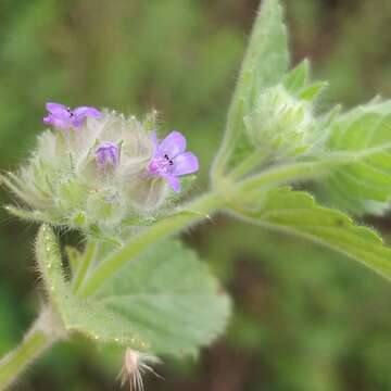 Image of marsypianthes