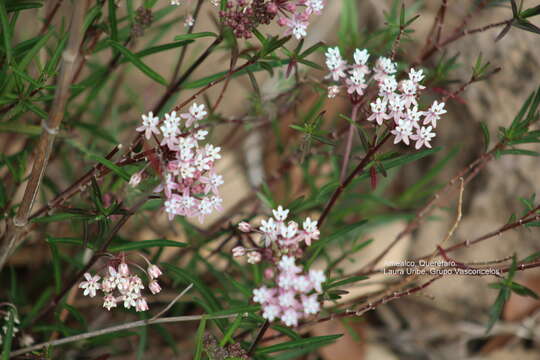 Asclepias angustifolia Schweig.的圖片