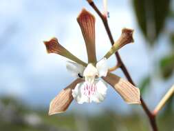 Image of Encyclia alata subsp. virella Dressler & G. E. Pollard