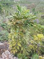 صورة Didymocheton rufescens subsp. rufescens