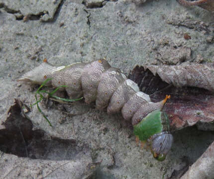 Image of Morning-glory Prominent