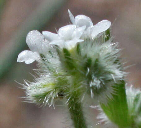 Sivun Cryptantha echinella Greene kuva