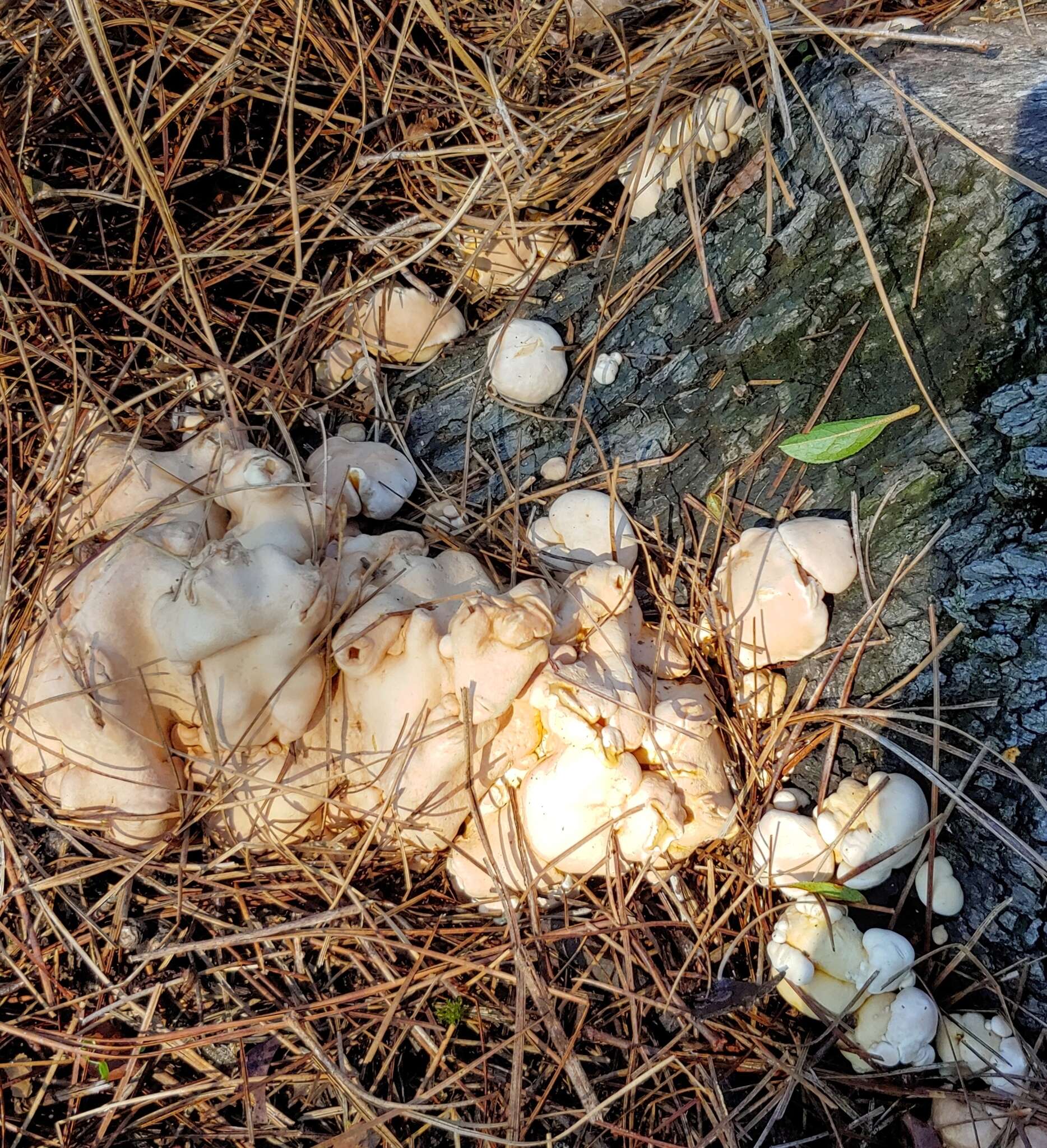 Image of Trichoderma peltatum (Berk.) Samuels, Jaklitsch & Voglmayr 2014