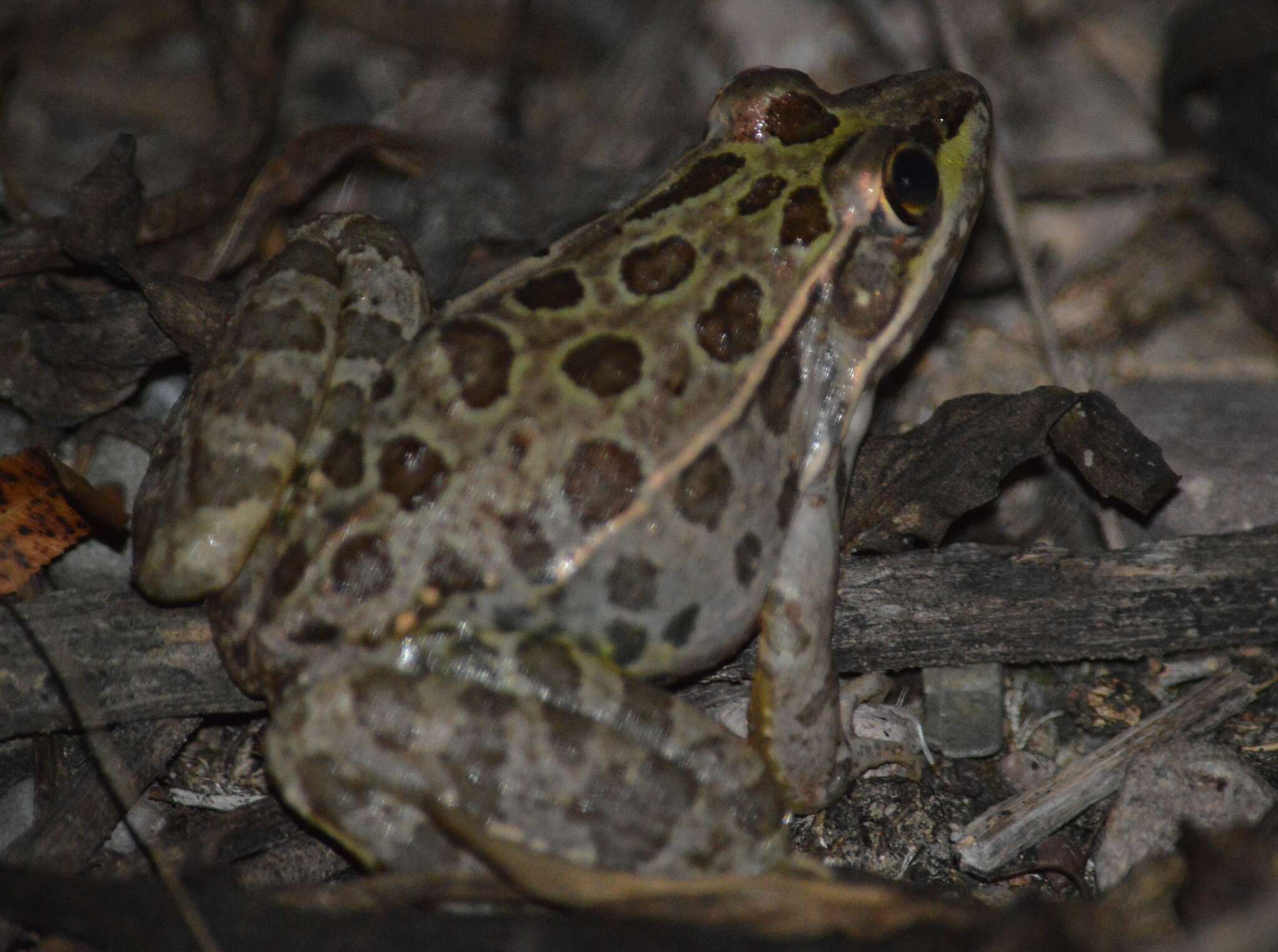 Image of Lowland Leopard Frog