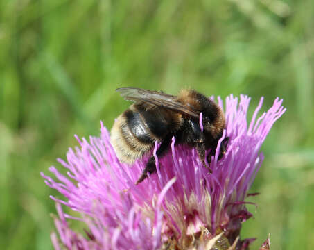 Image of short-haired bumblebee