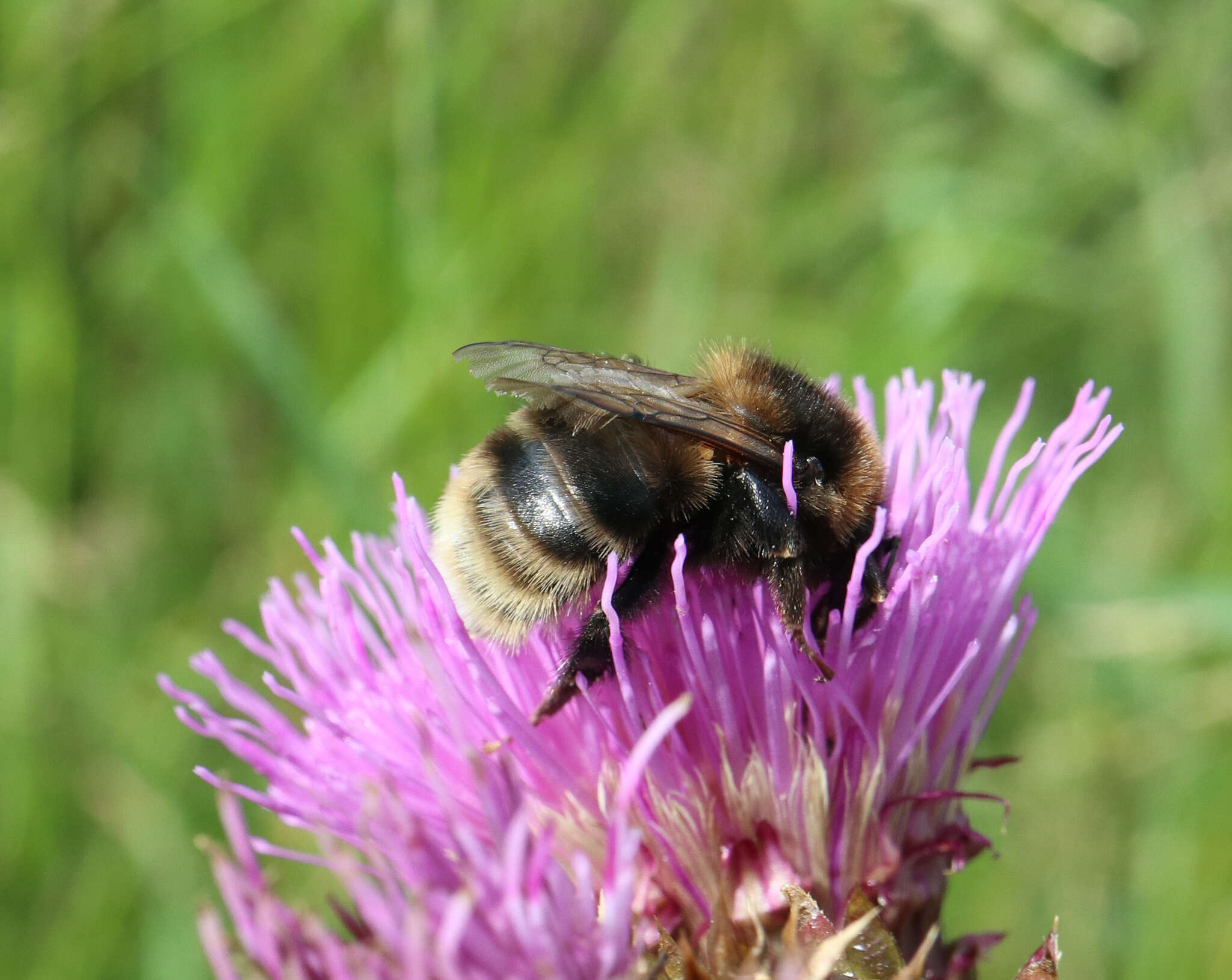 Image of short-haired bumblebee