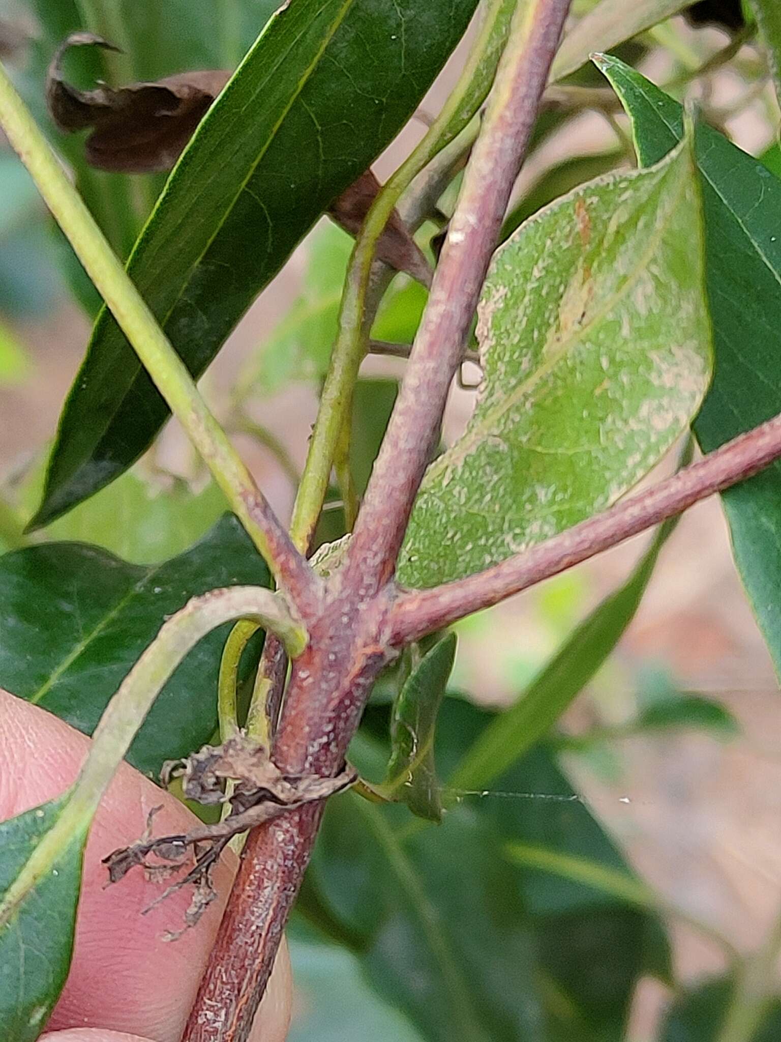 Sivun Rhodomyrtus psidioides (G. Don) Benth. kuva