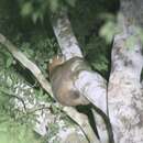 Image of East African Potto