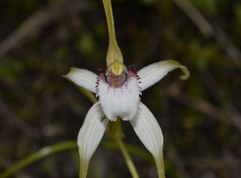 Image of Tangled white spider orchid