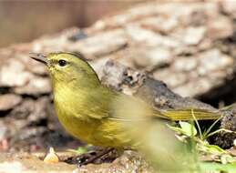 Image of Two-banded Warbler