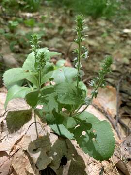 Image of Veronica officinalis var. officinalis