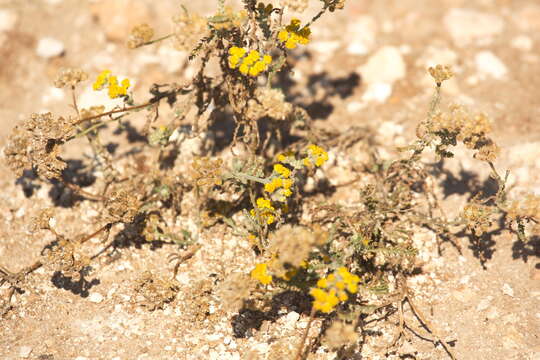 Image of Achillea leptophylla Bieb.