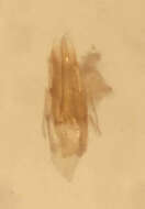 Image of Dubiraphia minima Hilsenhoff 1973