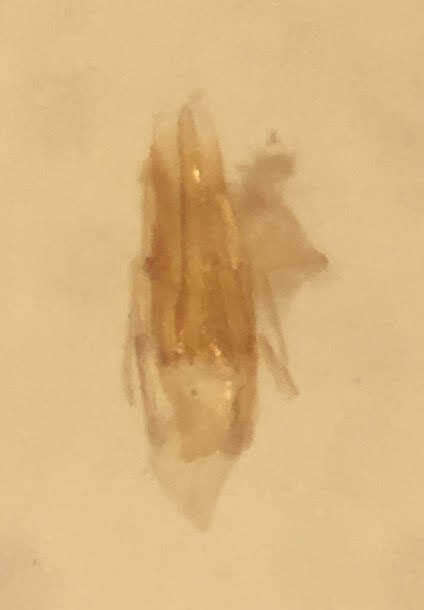 Image of Dubiraphia minima Hilsenhoff 1973
