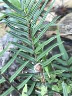 Imagem de Pteris vittata L.