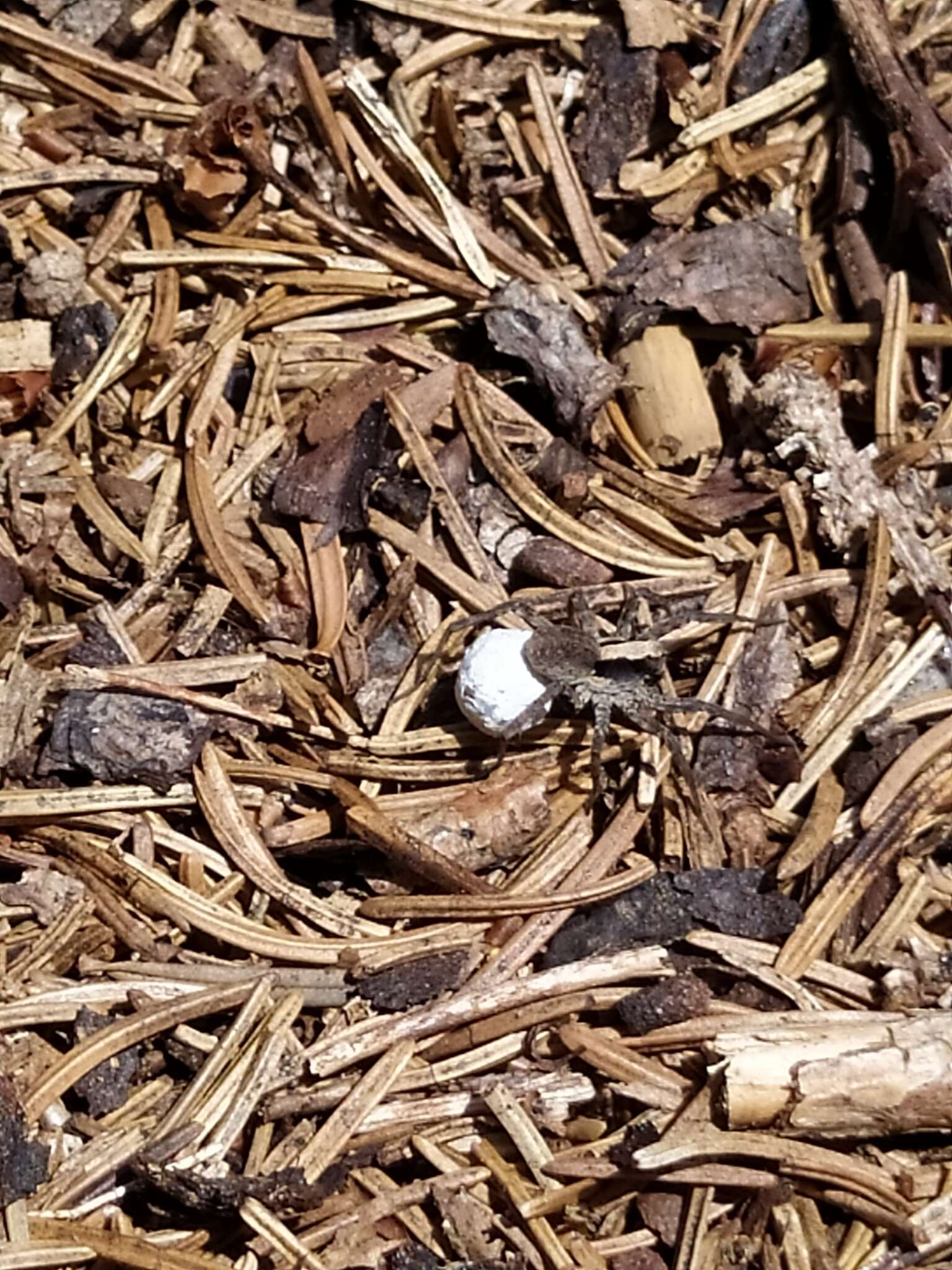 Image of Burnt wolf spider