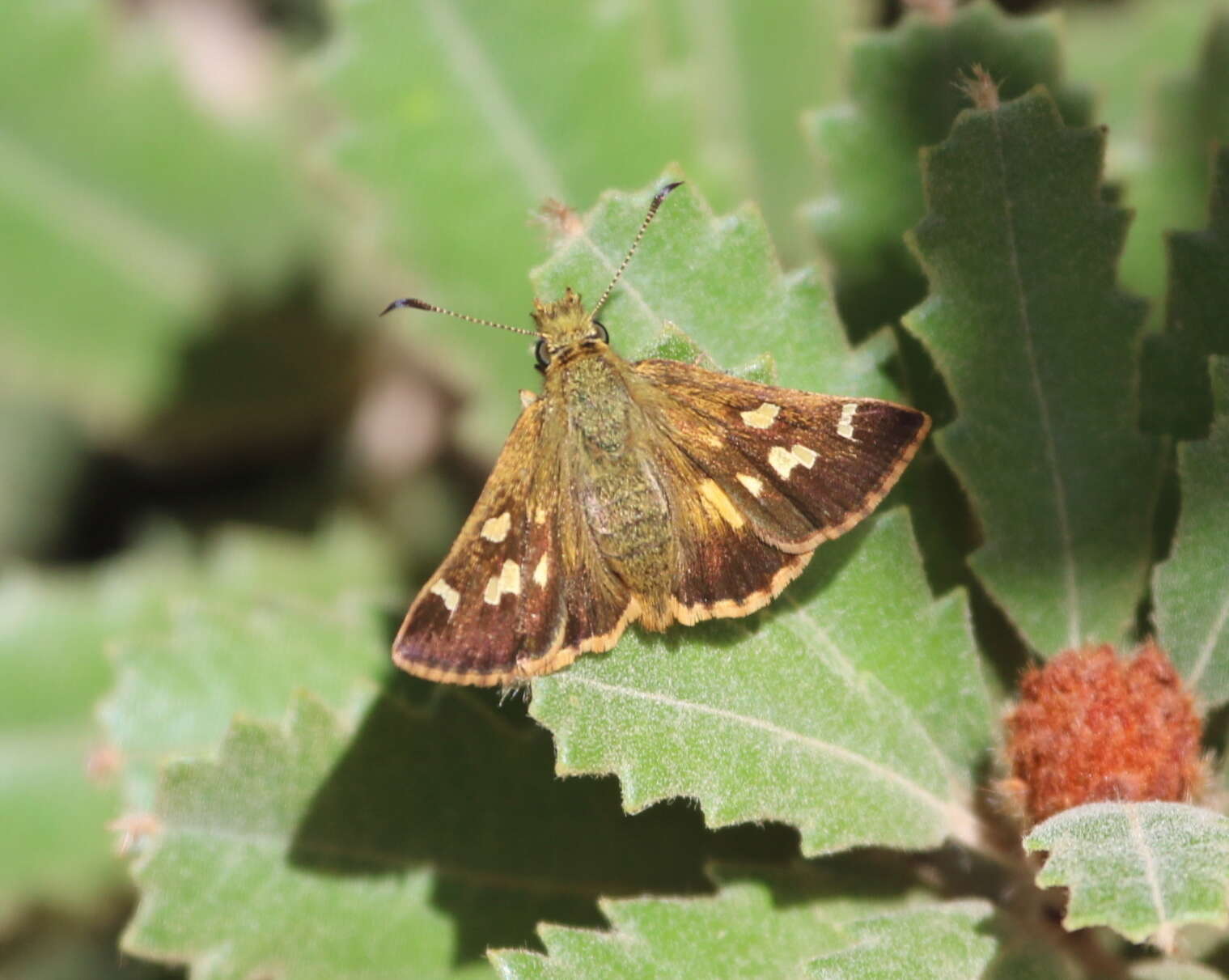 Image of Hesperilla donnysa Hewitson 1868