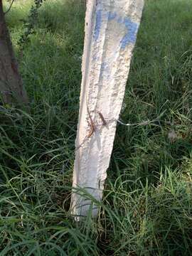 Image of Oaxacan Oak Anole