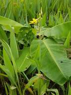 Imagem de Canna glauca L.