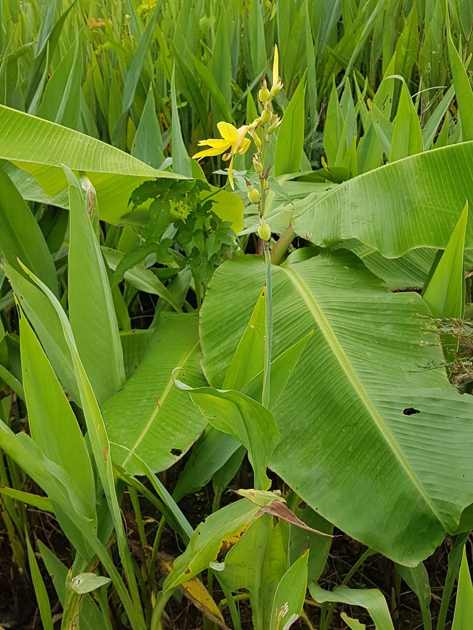 Imagem de Canna glauca L.