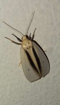 Слика од Ilemodes heterogyna Hampson 1900