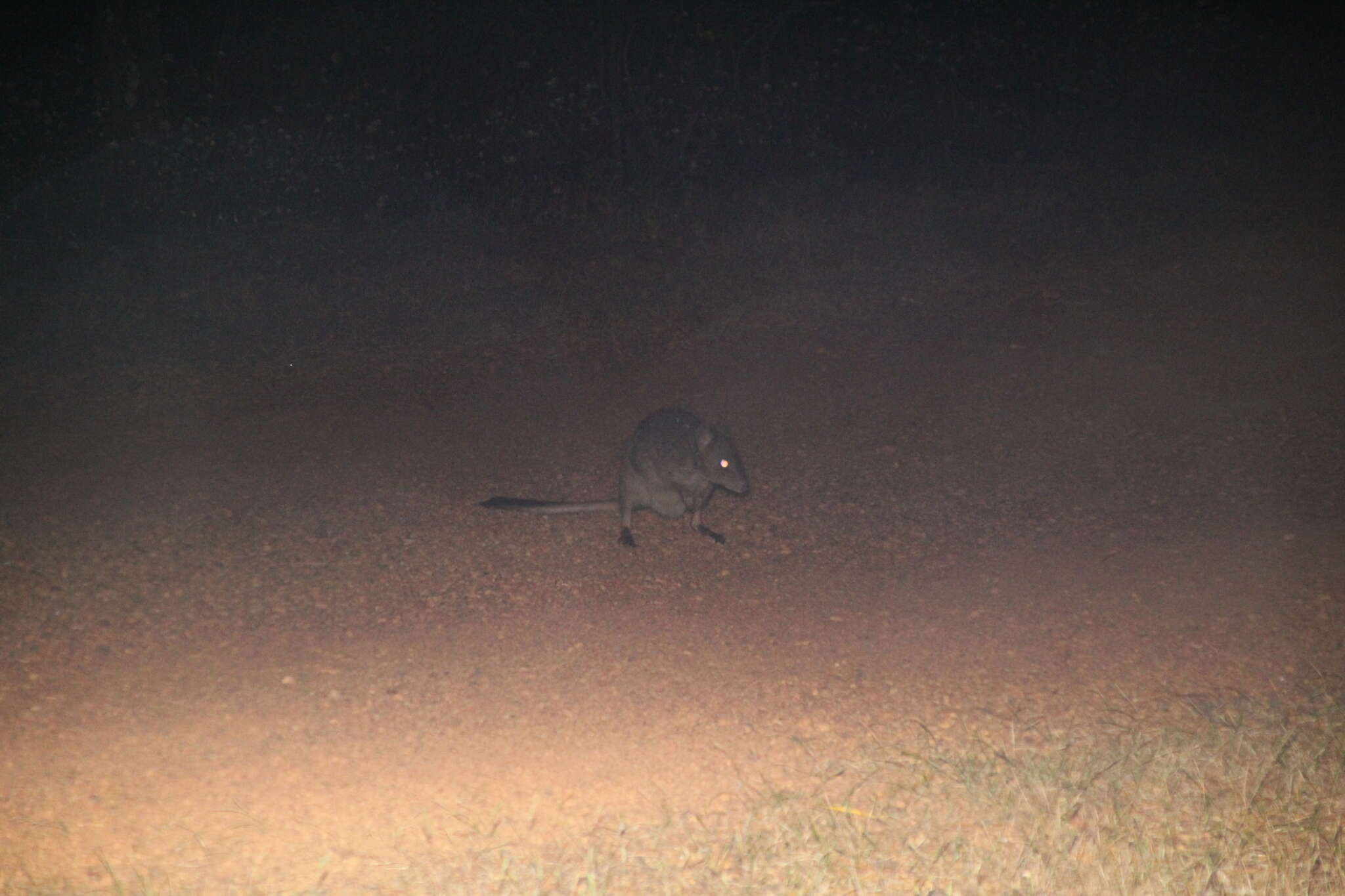 Image of Brush-tailed Bettong