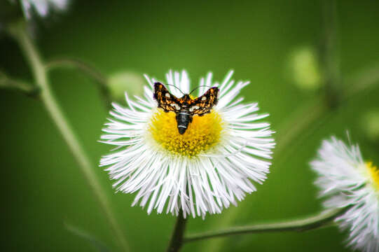 Image of Spotted Thyris