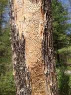 Image of Emerald ash borer